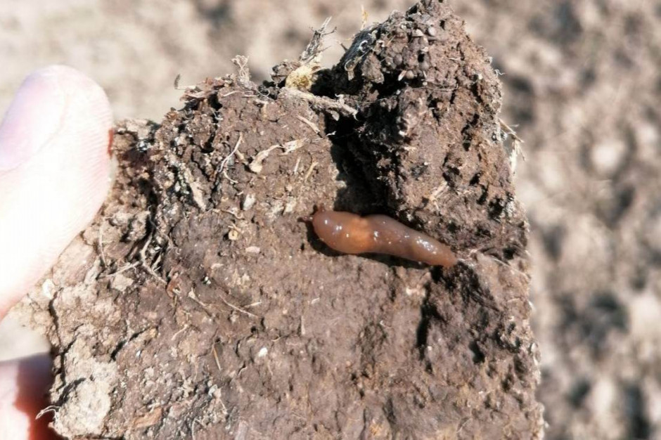 Ślimaki kryją się pomiędzy grudami gleby i mogą uszkadzać młode siewki rzepaku; Fot. MR