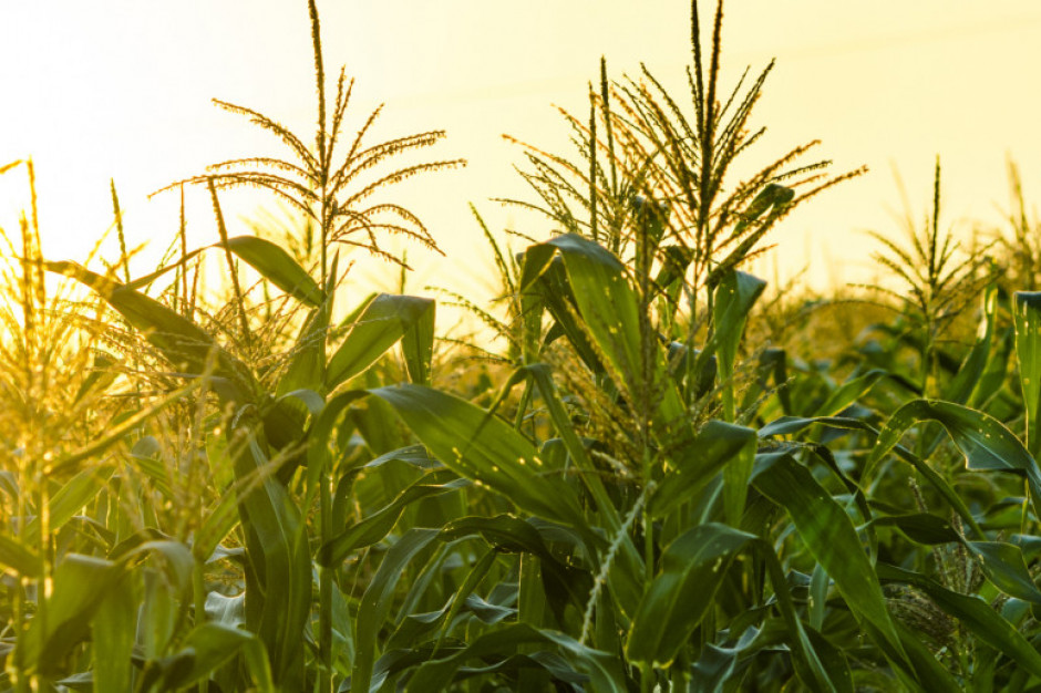 Cena kukurydzy na Matif spdła o 2,4 proc. Fot. Shutterstock