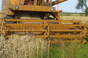 Świętokrzyskie: żniwa na finiszu, plony większe niż rok temu
