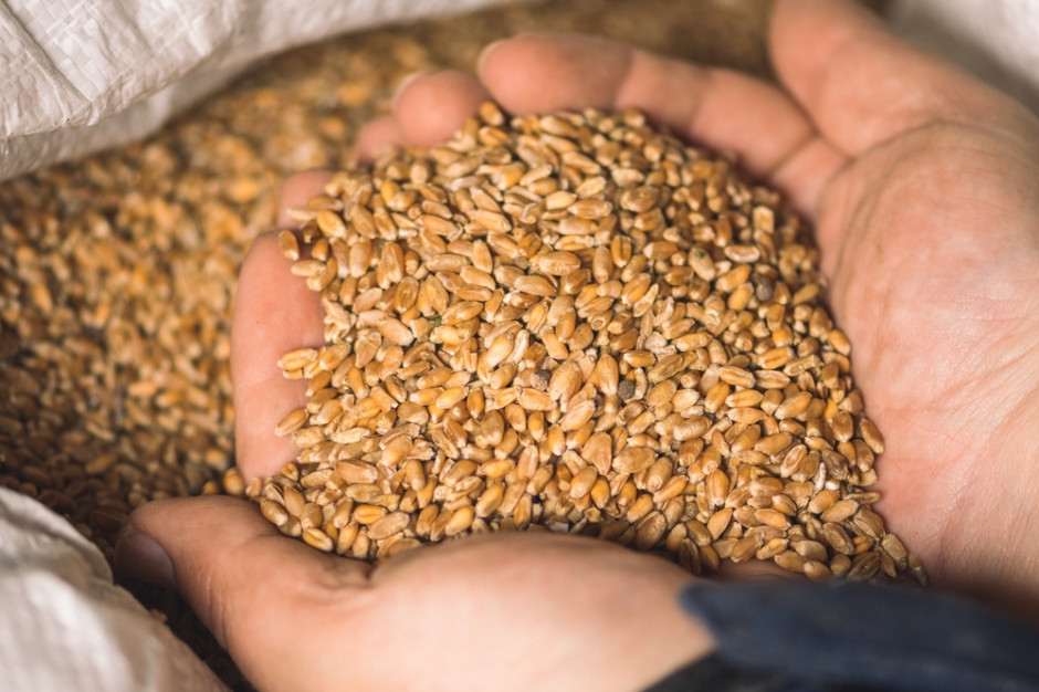 GUS szacuje zbiory zbóż w 2022 r. na około 36,0 mln t. Fot.Shutterstock