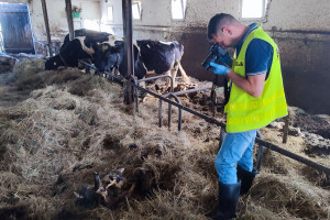 Mazowieckie: Właścicielowi bydła, który znęcał się nad zwierzętami grozi do 5 lat więzienia