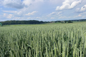 Najwyżej plonujące odmiany pszenicy według PDO 2022