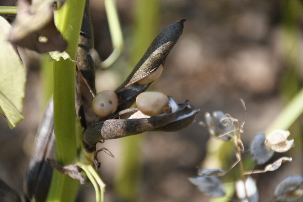 Nierówny rozwój bobiku na północny Polski spowodował, że na wielu plantacjach zabieg insektycydowy nie został wykonany na czas, fot. HJ Dziurawe nasiona bobiku - nieudany zabieg insektycydowy?