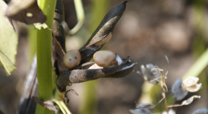 Dziurawe nasiona bobiku - nieudany zabieg insektycydowy?