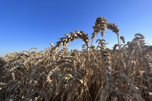 Co miało największy wpływ na plonowanie zbóż? Odpowiada prof. Szczepaniak