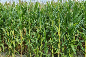 Ceny kukurydzy na kiszonkę - sprzedaż biomasy prosto z pola