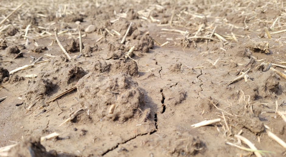 Gleba zbita po ulewie niemal uniemożliwiła wschody nasion rzepaku, fot. TK