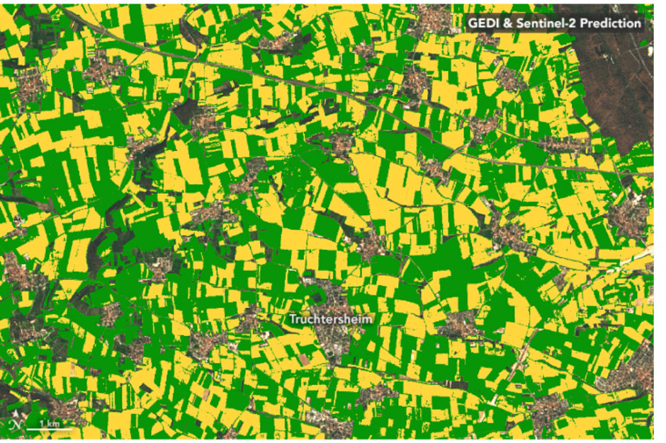 Animacja pokazująca kukurydzę przy użyciu danych GEDI i Sentinel-2 gruntu położonego we Francji. fot. Obserwatorium Ziemi NASA