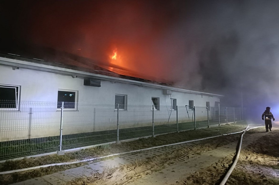 W płonącej chlewni zginęło 400 prosiąt, Foto: OSP Rokity