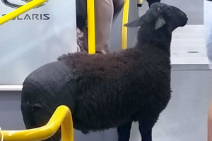 Dlaczego owce nie mogą jeździć autobusem?