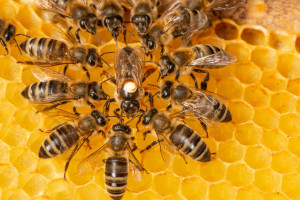 Kiedy i jak wymieniamy matki pszczele?