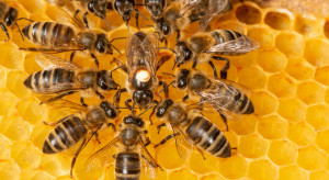 Dobra wiadomość dla pszczelarzy. Będzie wsparcie z Banku Pszczelego