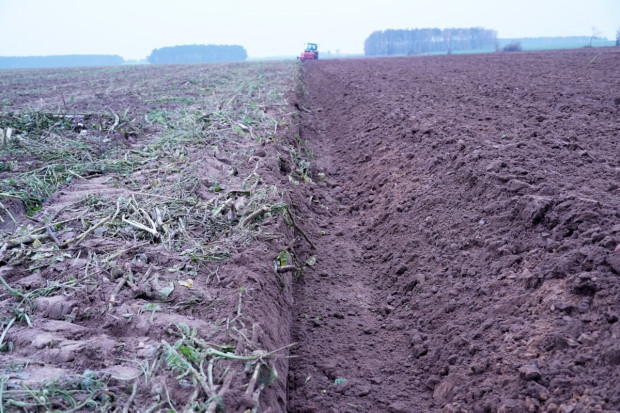 Rośliny oczyszczą glebę - badania biologów Uniwersytetu Łódzkiego