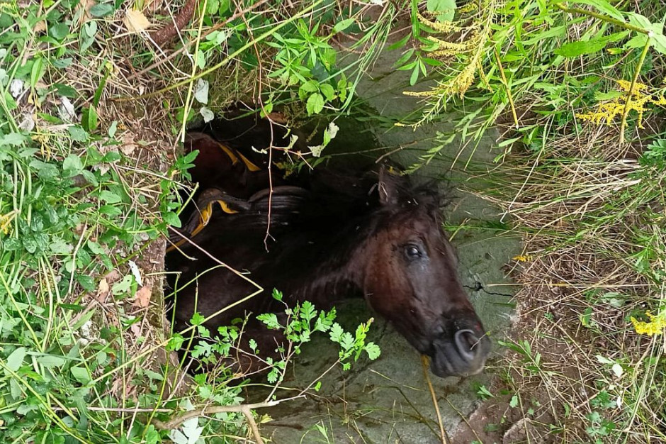 Koń wpadł do wąskiej studzienki, skąd nie mógł się wydostać, fot: PSP Zabrze