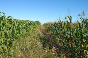 Sorgo przegania kukurydzę. Stan plantacji w woj. kujawsko-pomorskim
