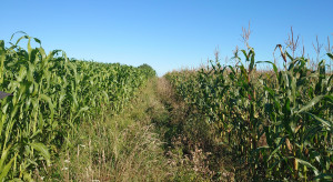 Sorgo przegania kukurydzę. Stan plantacji w woj. kujawsko-pomorskim