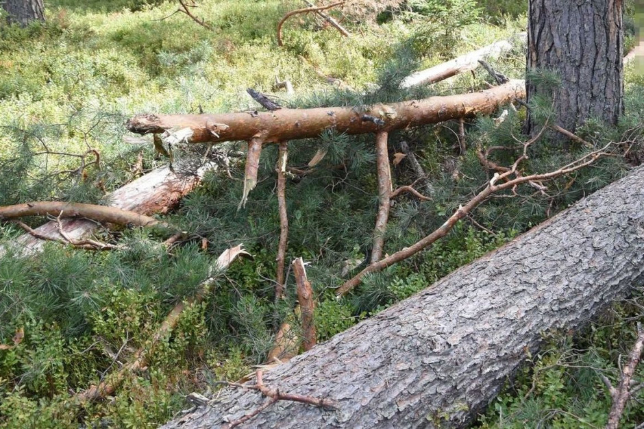 Konar drzewa śmiertelnie uderzył drwala, Foto: Policja