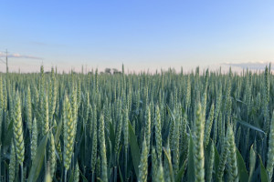 Za plon zbóż odpowiada także odmiana – co wybrać na nowy sezon?