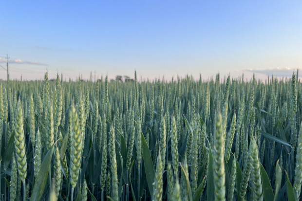 Za plon zbóż odpowiada także odmiana – co wybrać na nowy sezon?
