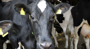 Ponad sto kontroli w gospodarstwie – bo sąsiadkom śmierdzą krowy