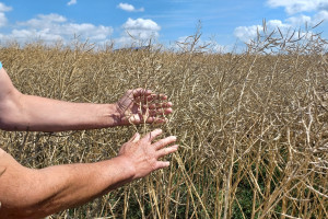 Grozi nam załamanie opłacalności upraw rzepaku w Polsce
