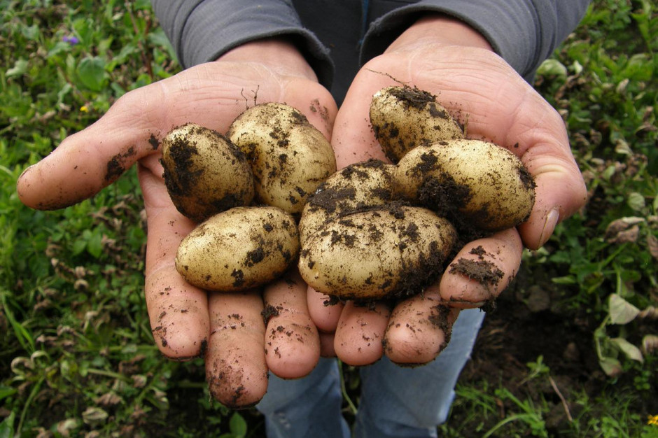 Prognozowane są mniejsze zbiory ziemniaka w tym sezonie. fot.pixabay