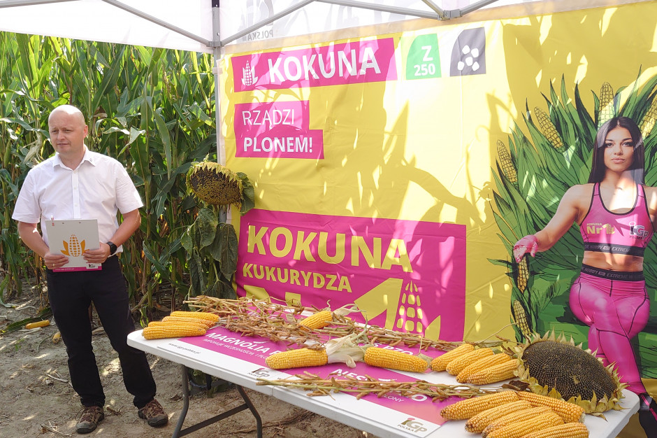 IGP Polska koncentruje się na ziarnowych odmianach kukurydzy, fot. Maciej Sacha