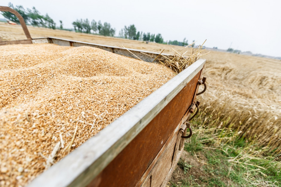 Cena pszenicy na Matif spadła o 1,7 proc. Fot. Shuttrerstock
