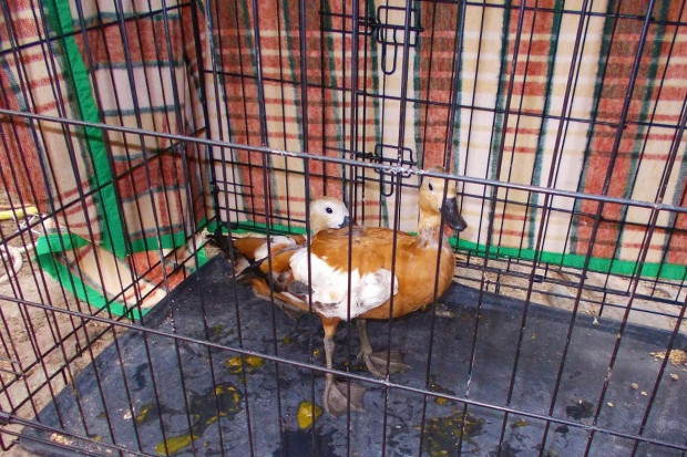 Nielegalna hodowla ptaków w gospodarstwie