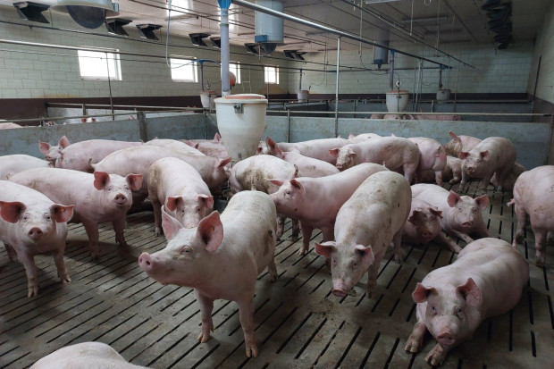 Wielkotowarowi hodowcy świń potrzebują więcej ziemi rolnej?