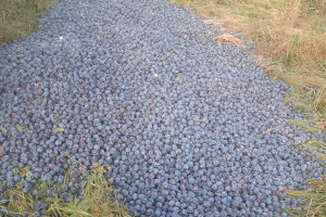 2,5 tony śliwek na śmietnik! Producenci nie chcą sprzedawać owoców za grosze