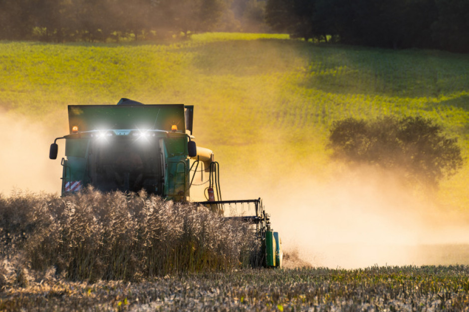 Cena pszenicy na Matif obniżyła się przez tydzień o 2,4 proc. Fot. Shutterstock