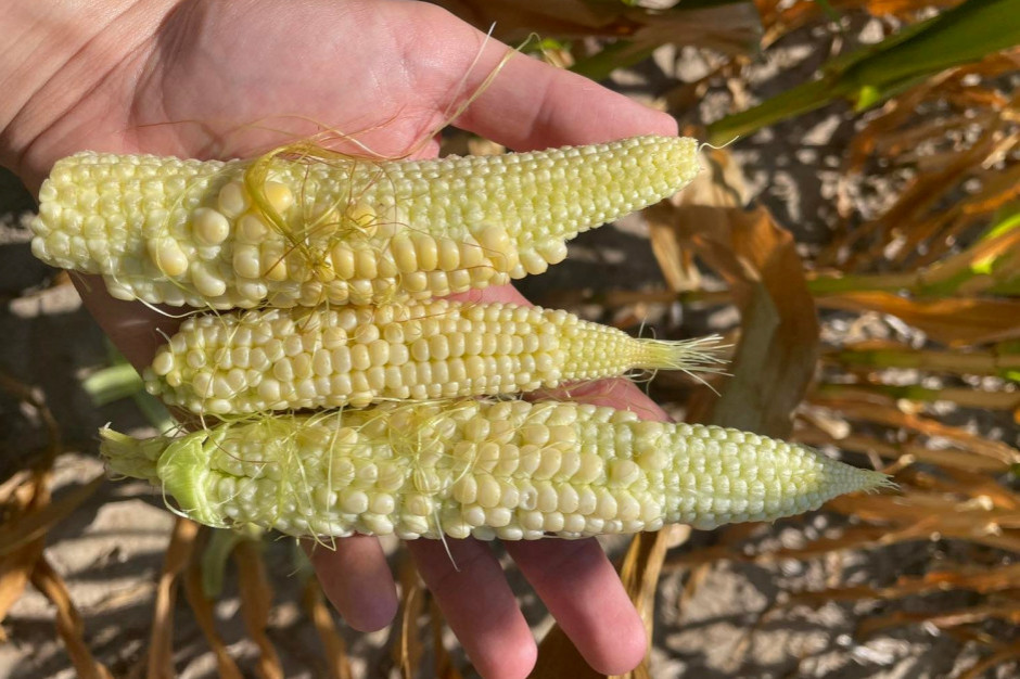 Sierpniowa i lipcowa susza w EU wpłynęła przede wszystkim na stan i kondycję kukurydzy; Fot. AK