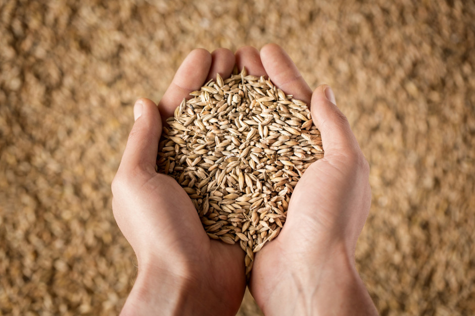To był dobry tydzień notowań zbóż na światowych giełdach, fot. Shutterstock