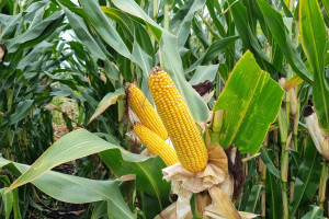 Dni kukurydzy i sorga IUNG. Jak sprostać szkodnikom w kontekście Europejskiego Zielonego Ładu?