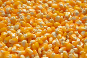 Materiału siewnego kukurydzy będzie mniej i będzie droższy