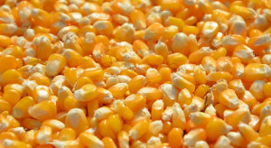 Materiału siewnego kukurydzy będzie mniej i będzie droższy