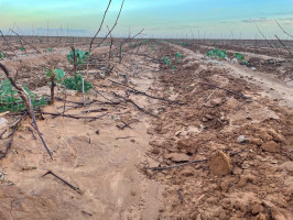 Przykład nienawadnianej plantacji bawełny uprawianej na polu w monokulturze i wysianej pasmowo. Z powodu braku odpowiednich opadów deszczu był duży problem z wzejściem roślin. Gałązki wystające z gleby to pozostałości po ubiegłorocznej bawełnie – farmerzy w Teksasie mają obowiązek pozostawić glebę na zimę ,,przykrytą” resztkami roślinnymi, by chronić ją przed erozją