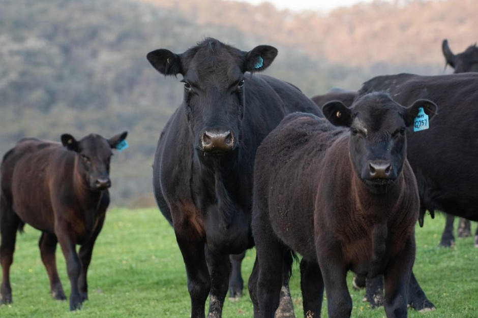 Hodowczyni bydła: Dlaczego hodowca odsadków utrzymujący stada w systemie pastwiskowym, przy najwyższym możliwym dobrostanie zwierząt, ma być dyskryminowany? Fot. Pixabay