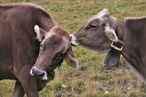 Krowy w żałobie wracają z alpejskich pastwisk
