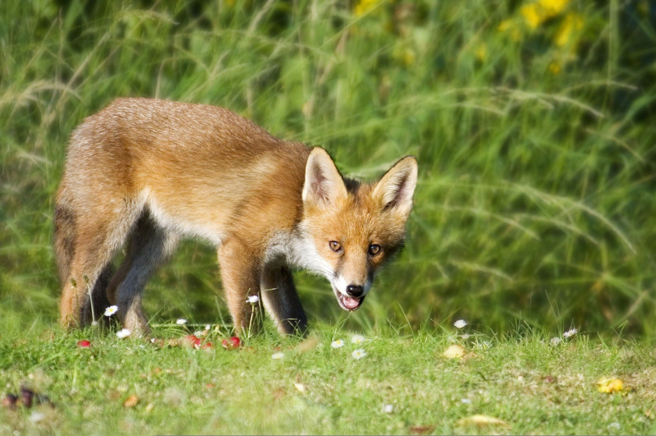 W woj. małopolskim będą szczepić lisy przed wścieklizną, fot. andy ballard z Pixabay