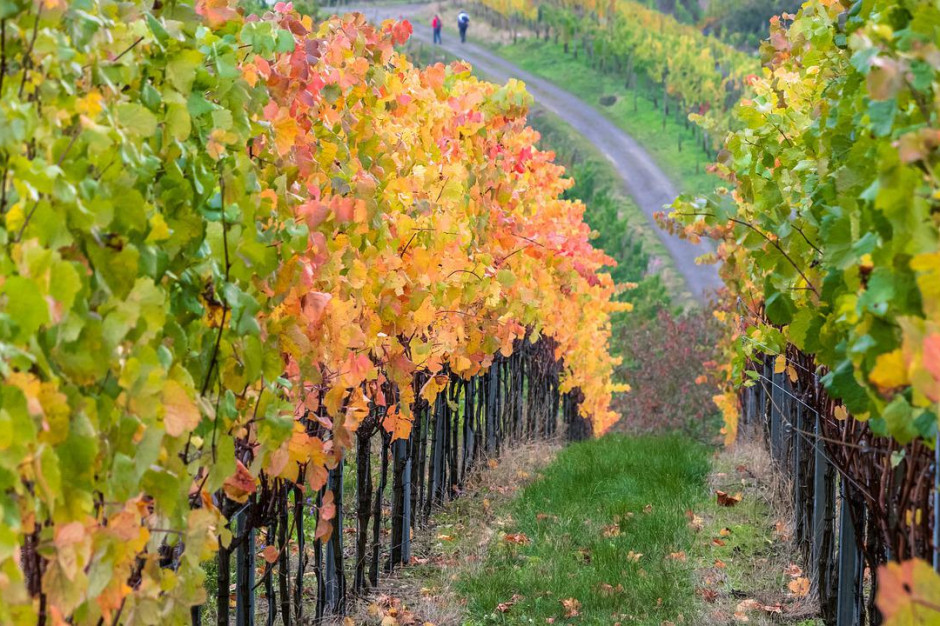 Copa-Cogeca: prognozuje się, że produkcja wina w UE pozostanie mniej więcej stabilna w porównaniu z poprzednim rokiem; Fot. pixabay.com