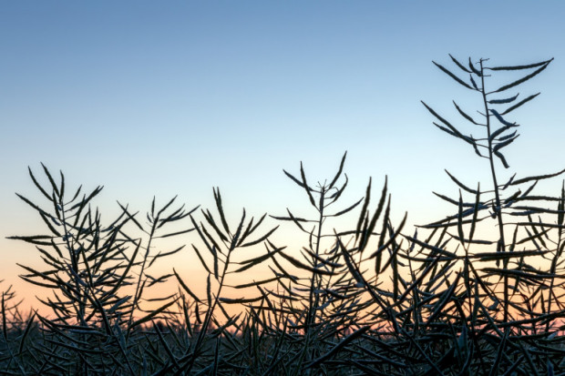 Cena rzepaku na Matif obniżyła się przez tydzień o 3,4 proc. Fot. Shutterstock Spadkowy tydzień notowań rzepaku na MATIF