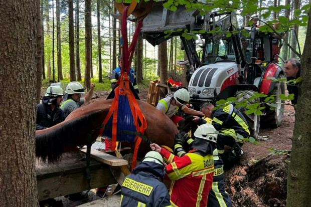 Wycięli drzewa i rozebrali most, żeby ratować konia