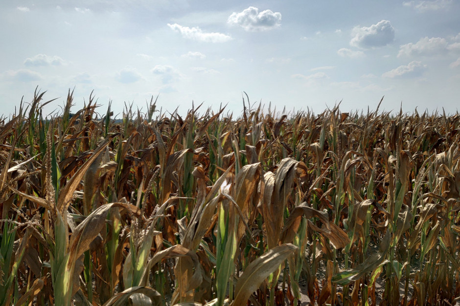 Największy zasięg suszy dotyczy kukurydzy na kiszonkę; Fot. M.Sacha