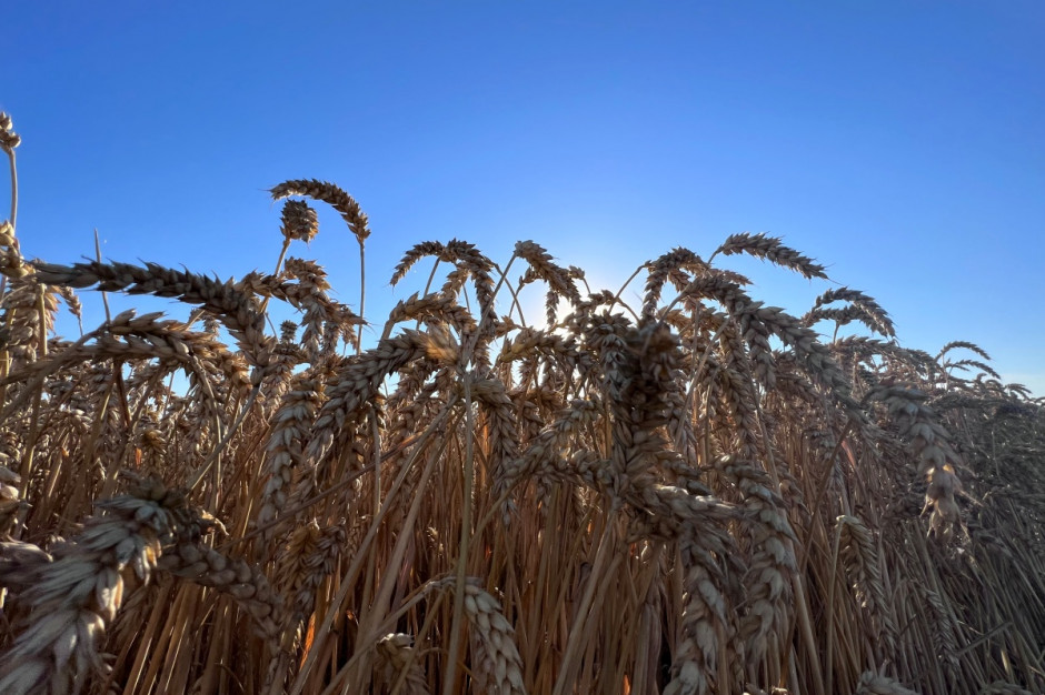 Wybierając odmiany pszenicy ozimej do siewu warto przejrzeć Listy Odmian Zalecanych (LOZ); Fot. AK