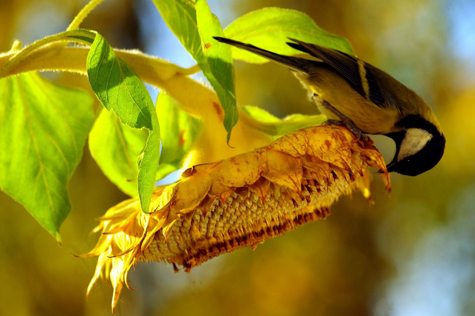 Kukurydza i słonecznik, chętnie przyciągają ptactwo, co lokalnie stanowi dla rolników niemały problem. fot. Pixabay