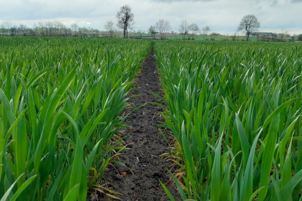 Pszenica ozima Venecja, województwo kujawsko-pomorskie, powiat włocławski 22.04.2022r. fot. Agrosimex Venecja - najczęściej rekomendowana do siewu odmiana pszenicy ozimej