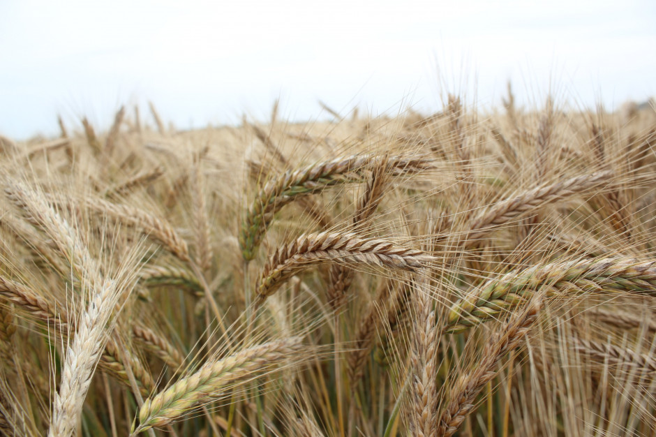 W roku 2022 na Liście Odmian Zalecanych znalazło się 21 odmian pszenżyta; Fot. A. Kobus