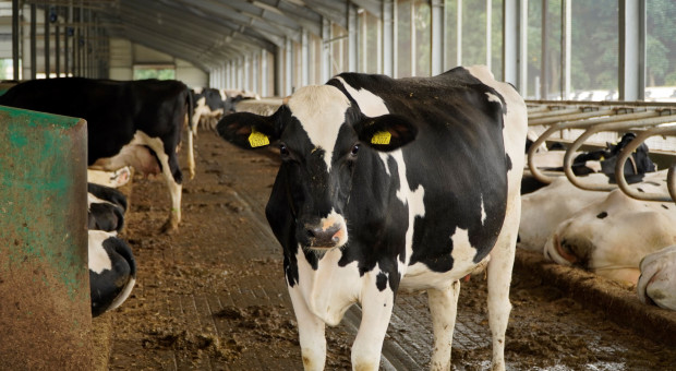 Narodowe Wyzwania w Rolnictwie: Jakie wyzwania dla producentów mleka?